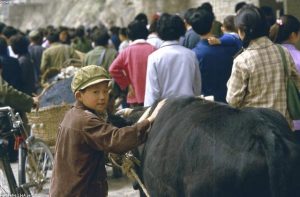 Người tuổi Thìn